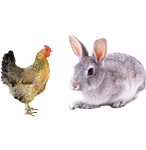 適合鴿子、禽類(lèi)