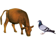 適合鳥(niǎo)類(lèi)、幼崽